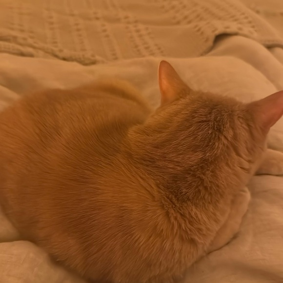 Meet your Posher, Jordan - Picture 1 of 1